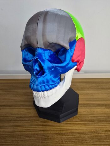 Crânio Anatômico Colorido em PLA com Base – Modelo Educacional (11 Peças)